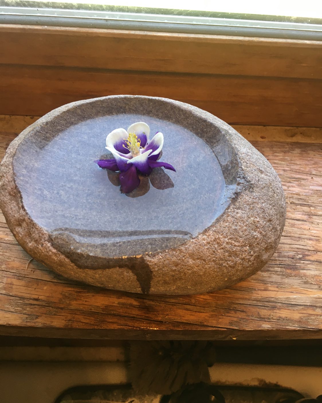 Carved stone bowl filled with water and a columbine flower